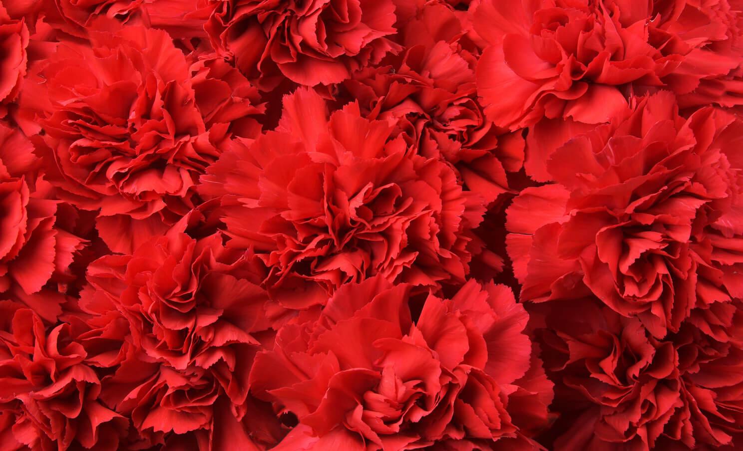 Des fleurs rouges pour illustrer la Saint-Valentin 2025 et les tendances d’achat des Français analysées par Kantar Media.